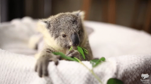 Baby Koala Eating